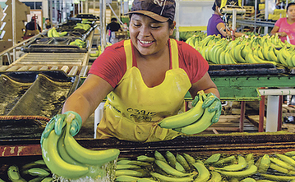 Banane in Gefahr?