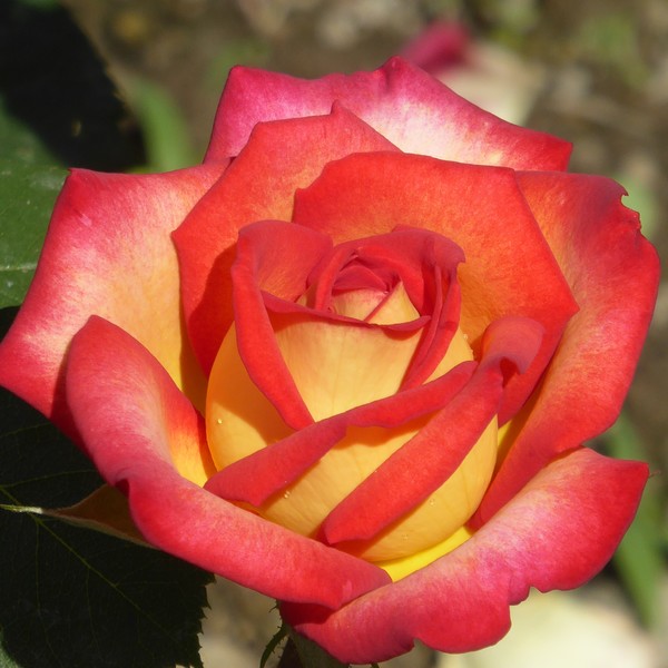 Rose im Pfarrgarten