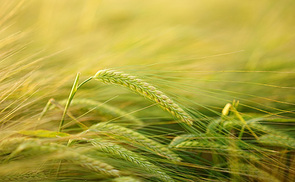 Landwirtschaft