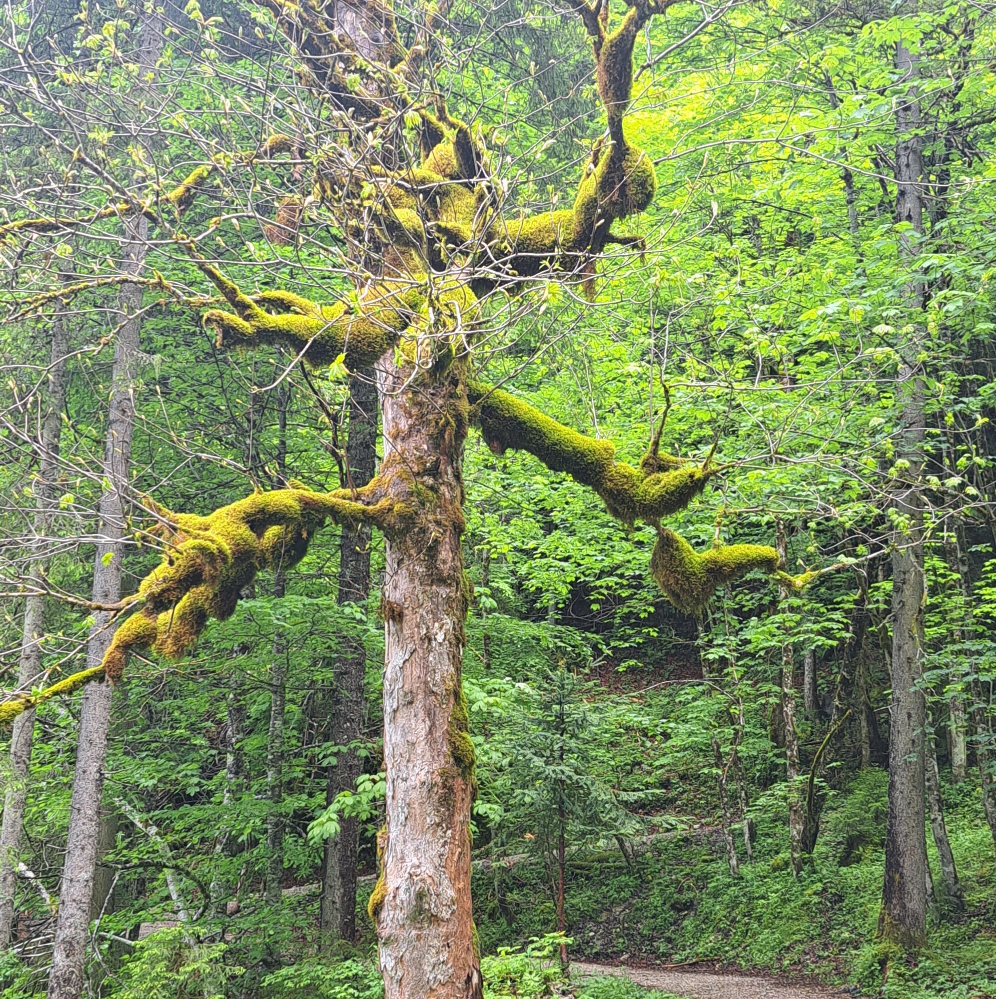 Baum-überwachsen