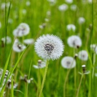 Löwenzahnblüte