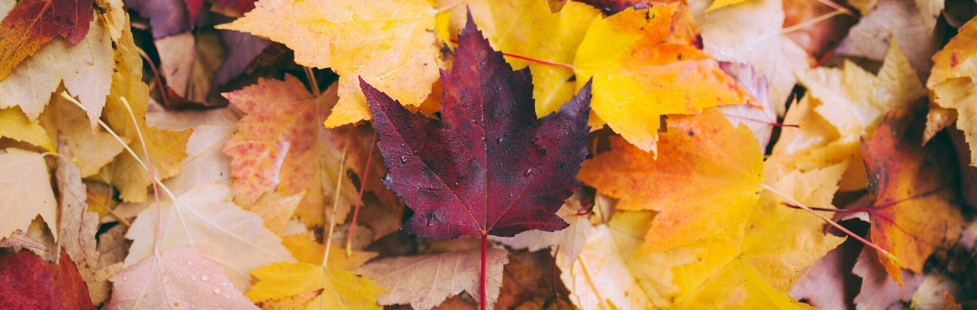 Herbstblätter auf dem Boden