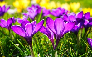 Frühlingserwachen