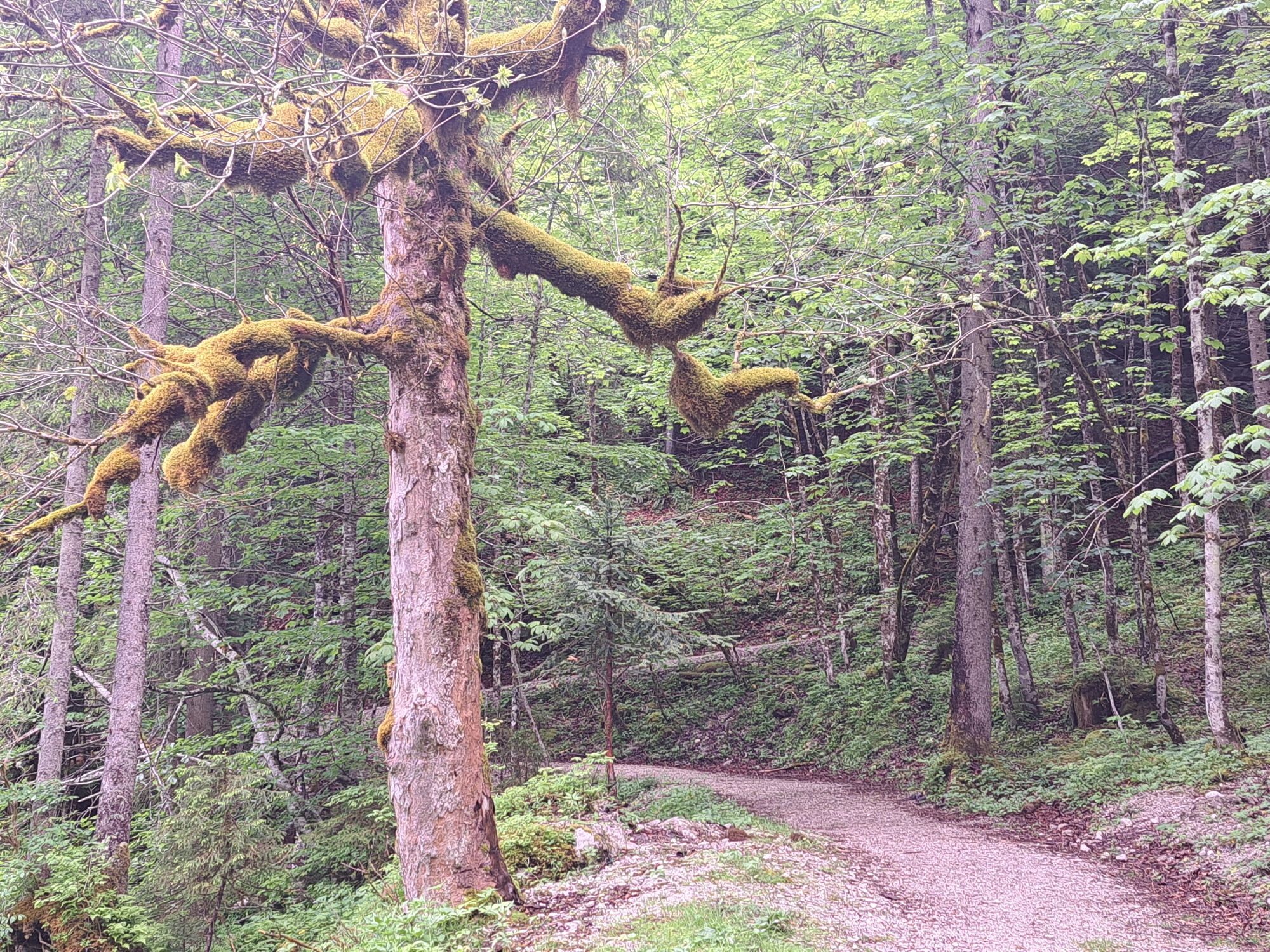 WegBaum