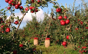Das nachhaltige Paradies