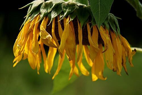 Verblühte Sonnenblume