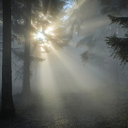 Lichtstrahl im Wald